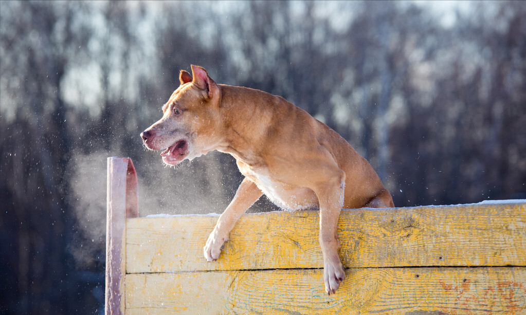 这4种狗，被称为“犬中四煞”，遇见了要绕路走