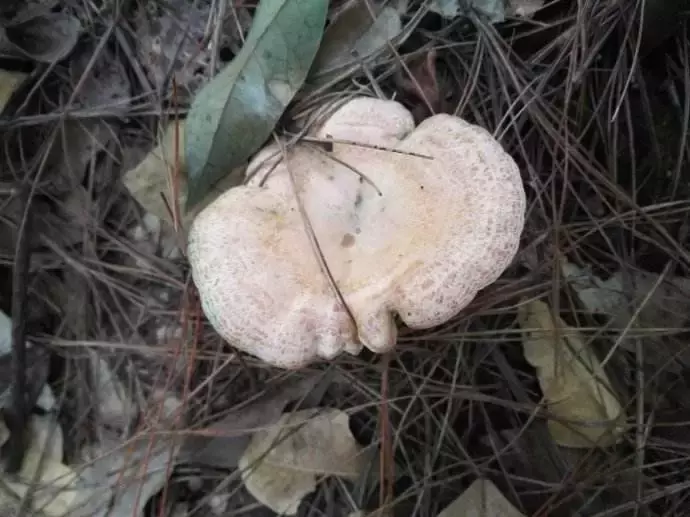 重上匡山拾枞树菇  香噗噗大别山珍宝