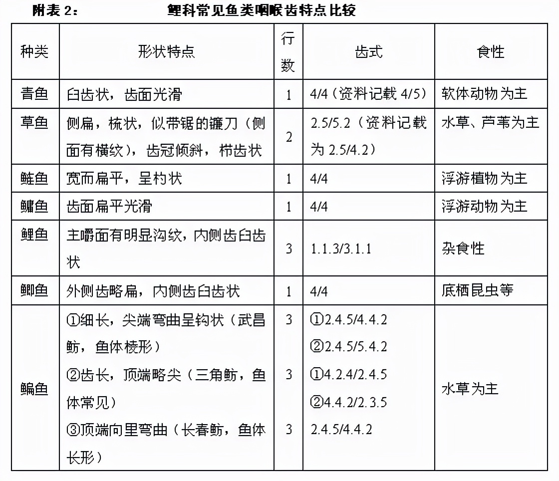 鱼类的牙齿以及草鱼的梳状栉齿把草料切断磨碎的独特梳状咽喉齿