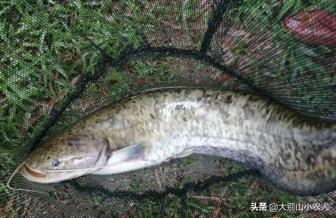 鲶鱼的"谜团":在印度胖得像"猪",在中国为什么活不过童年?