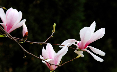 关于玉兰花的诗词十首