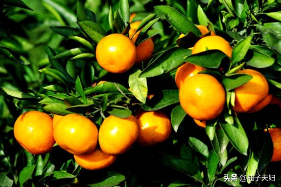 柑橘和桔子有什么区别（盘点柑橘和桔子之间的不同之处）