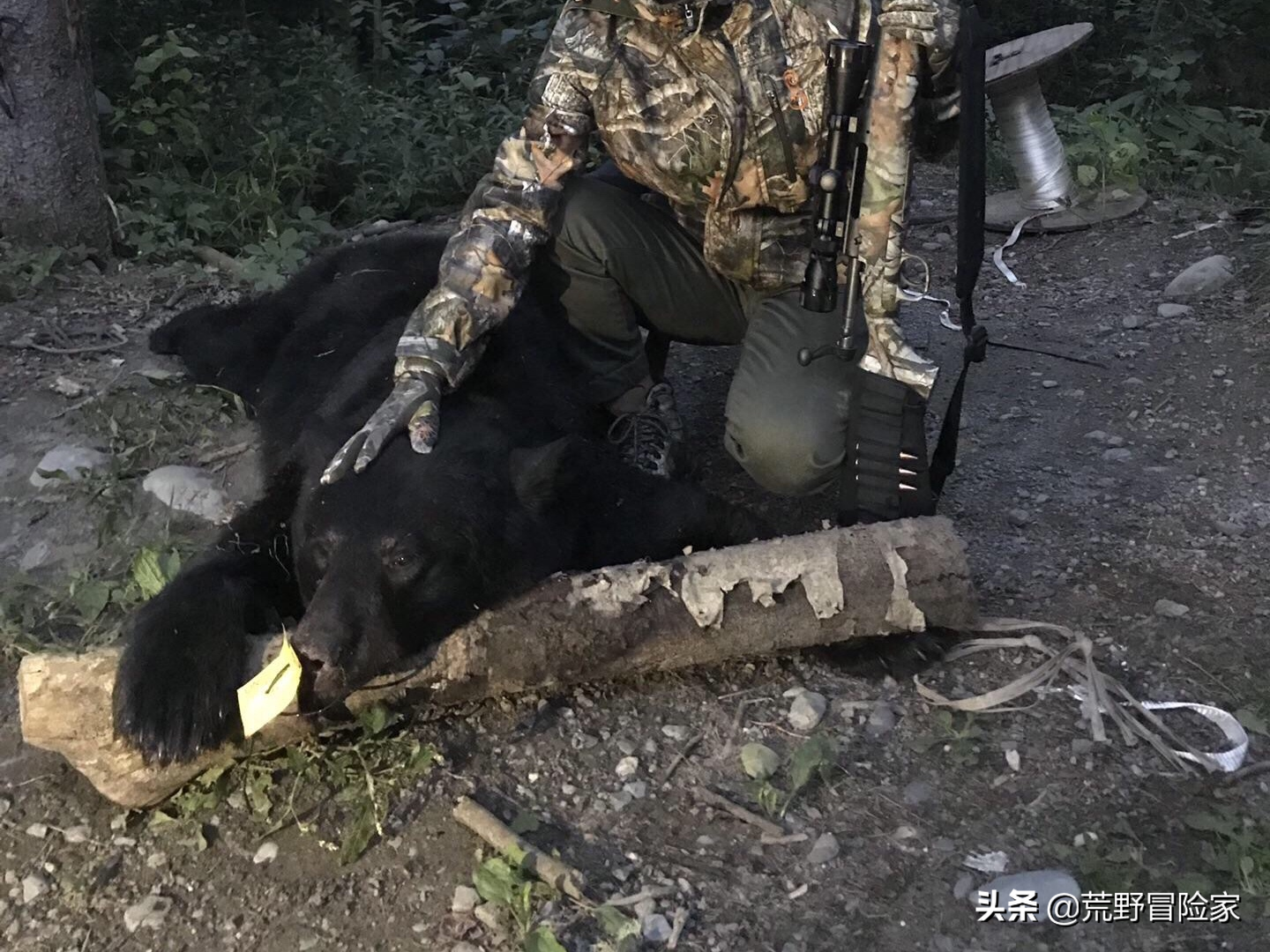 加拿大狩猎大黑熊，体验一次荒野猎人！七天六夜挑战不一样的旅行