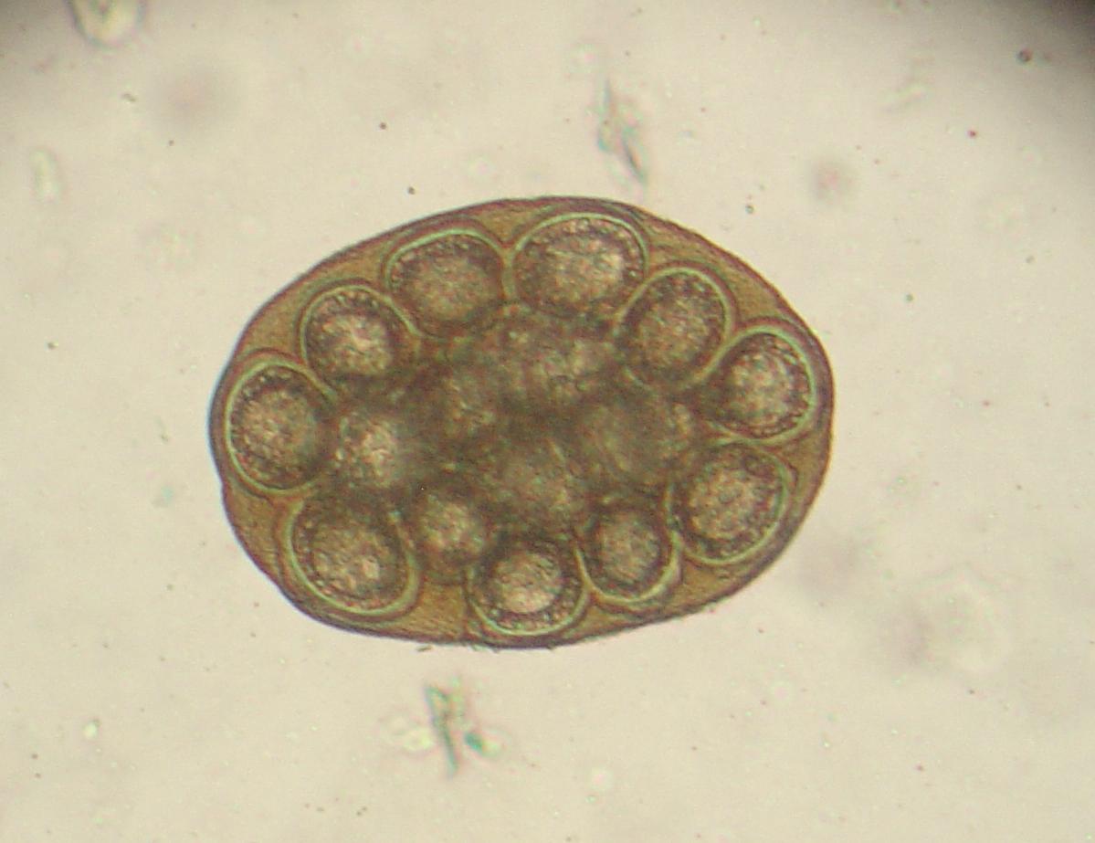 犬复孔绦虫孕卵节片图片
