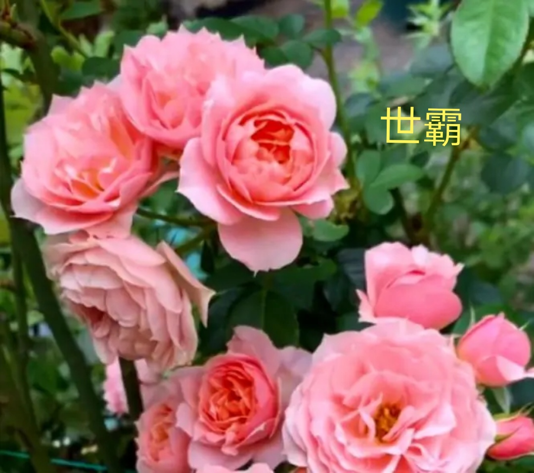 推荐耐热耐日月度品种 Iii 天天看点