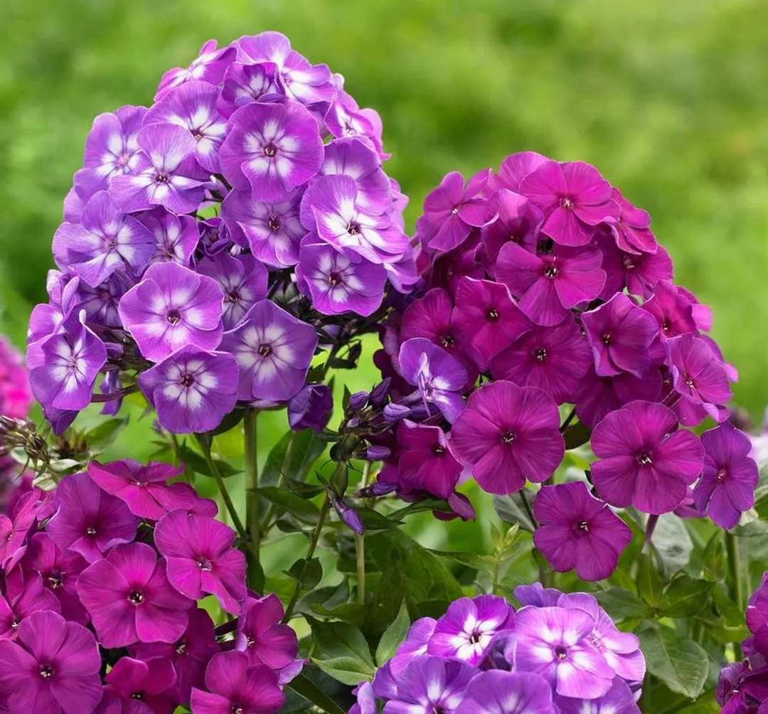 宿根福禄考花期什么时候（夏季里最佳的观花植物）