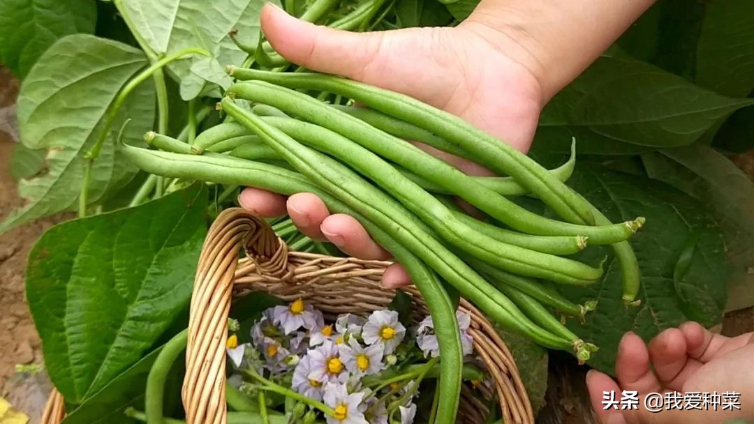 农历二月种什么蔬菜（适合2月种植的蔬菜推荐）