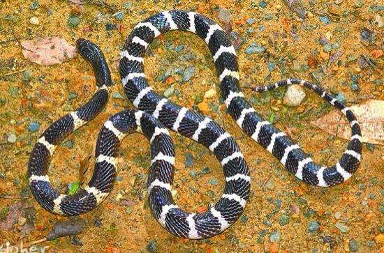 中国最常见的蛇类