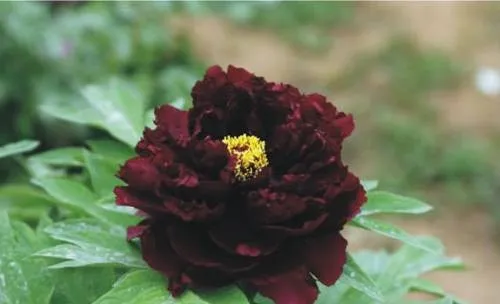 100种名贵牡丹鉴赏 绘画好素材（报花名）