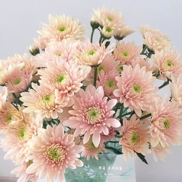 小雏菊花期（小雏菊花期较长养护得当可更长）