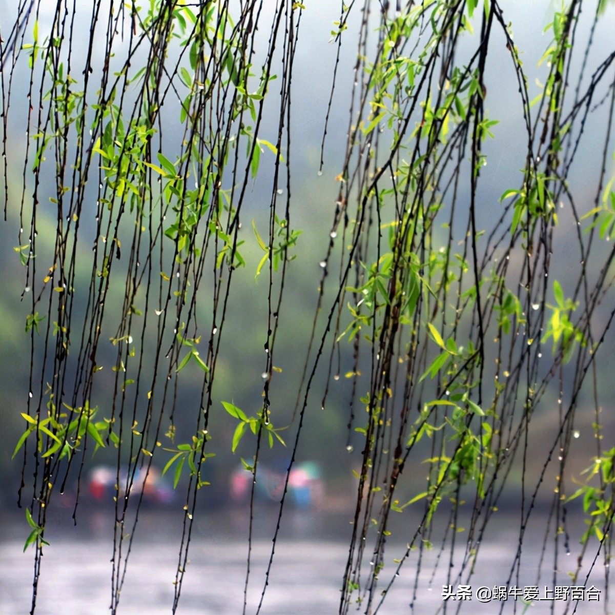 请欣赏散文《雨》