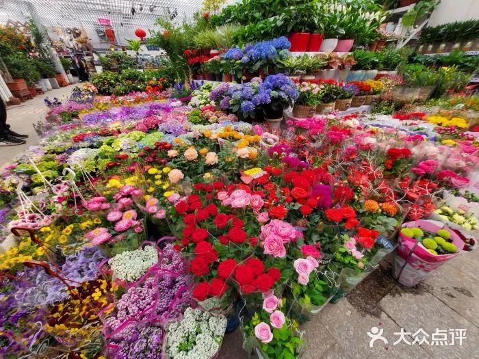 冬天，也要生机盎然！北京去哪儿买最便宜的花卉绿植？