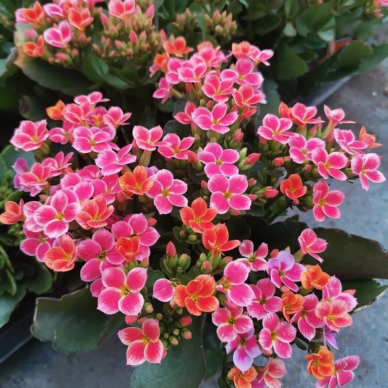 5种非常优秀的长寿花品种(长寿花最名贵最好看的品种) - 泉兴百科