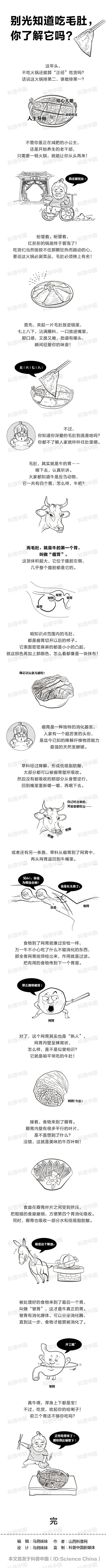 毛肚是什么（吃毛肚，你真的了解它吗?）-第5张图片