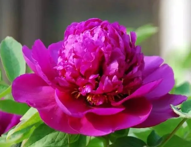 100种名贵牡丹鉴赏 绘画好素材（报花名）