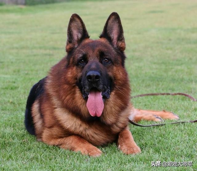 弓背德牧是在这个时候出现的