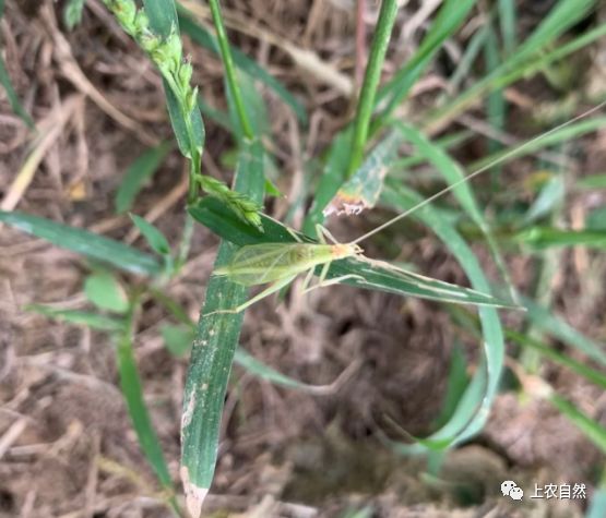 农田里的益虫大盘点
