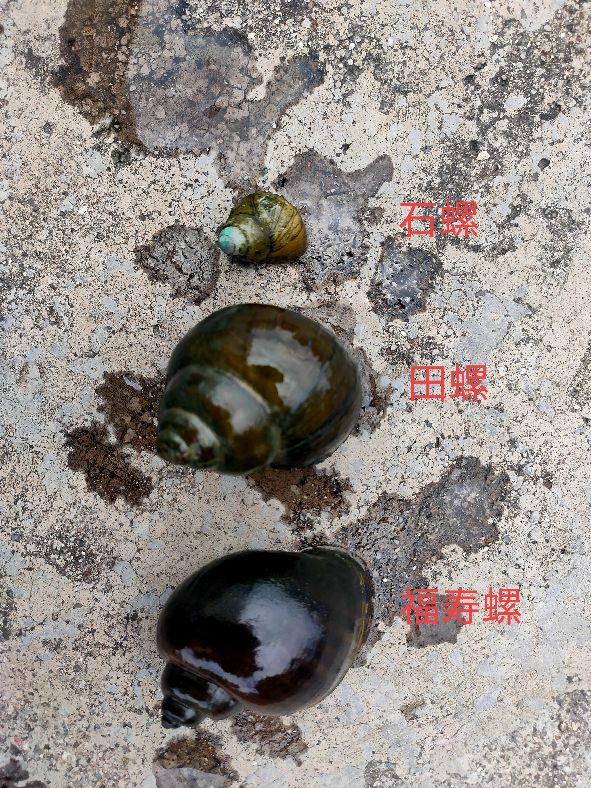 福寿螺和田螺的区别 福寿螺为什么不能吃-文化号