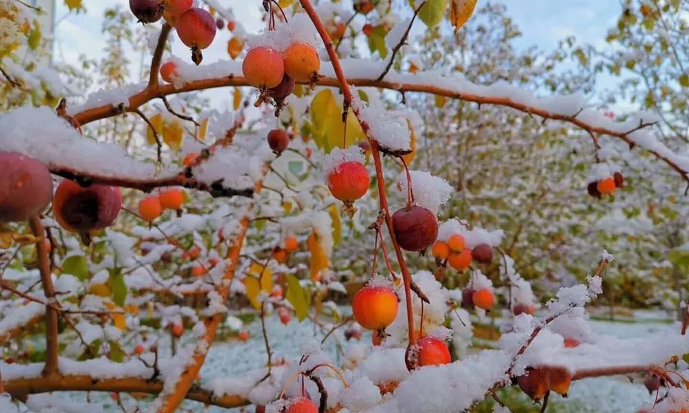 广州下雪记录,广州下雪历史记录