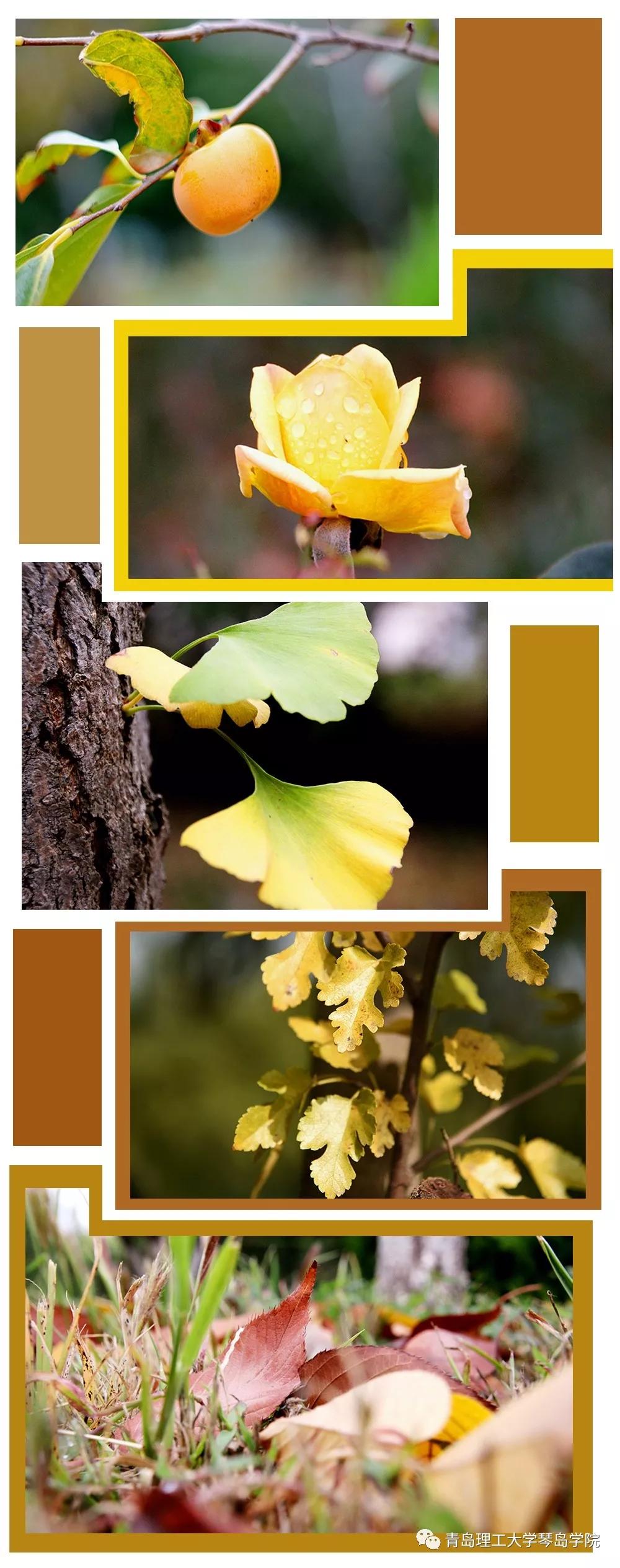 青岛理工大学琴岛学院：我把你画成画，与你平分琴院的秋色