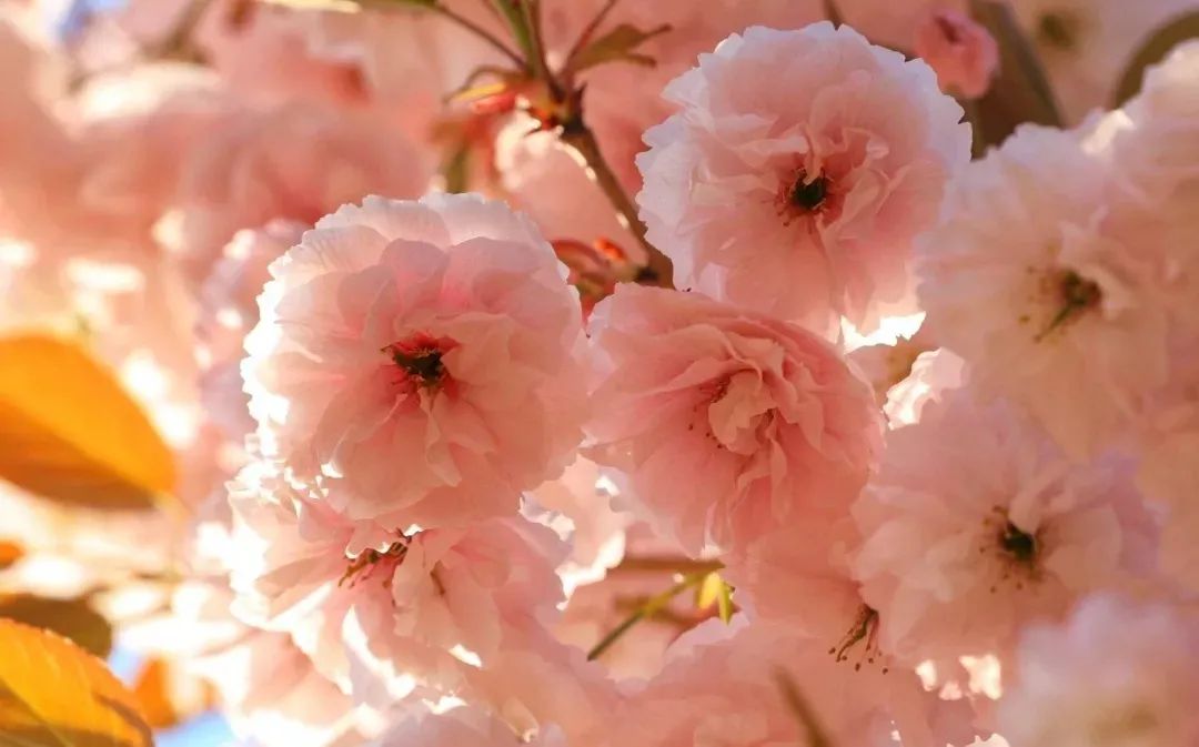 cctv13共同关注直播（惊艳全国，央视都来直播！旅顺的樱花到底有多美？）