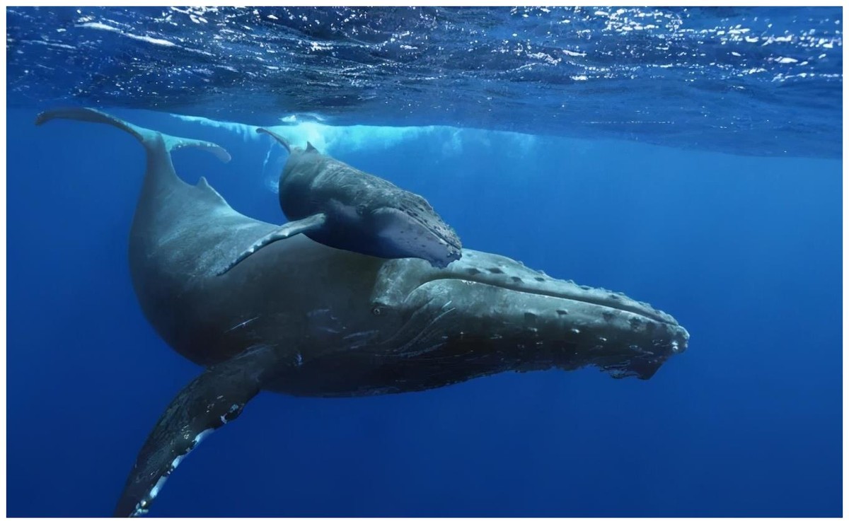 捕食频繁被座头鲸干扰，被人类圈养在水族馆，虎鲸有多可怜？