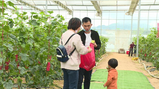 【决战决胜脱贫攻坚】40亩羊角脆成熟上市 采摘观光助农增收