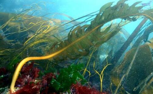海蛇图片(永良部海蛇图片) - 武陵观察网