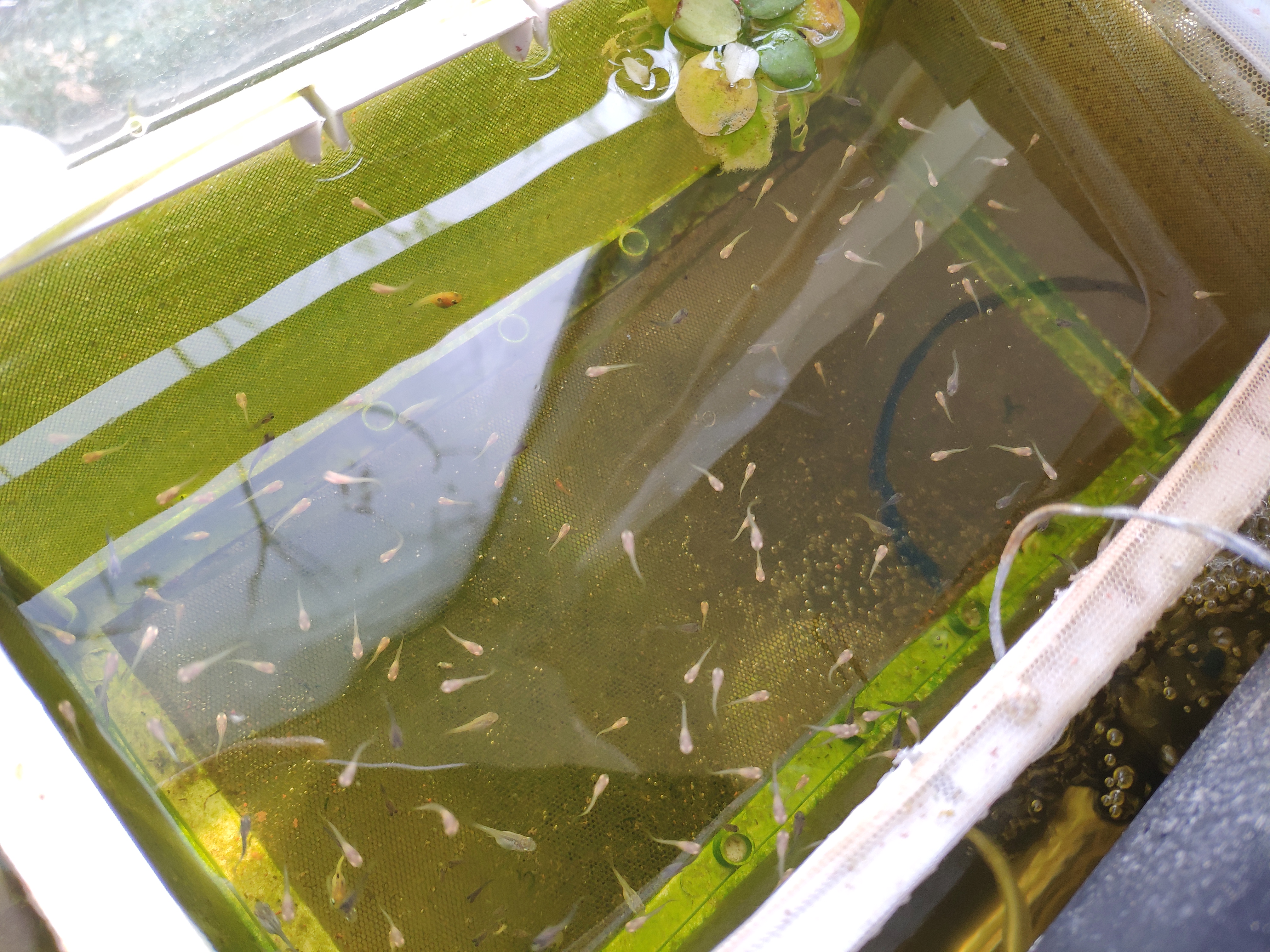 新手养鱼首选它,你该这么养