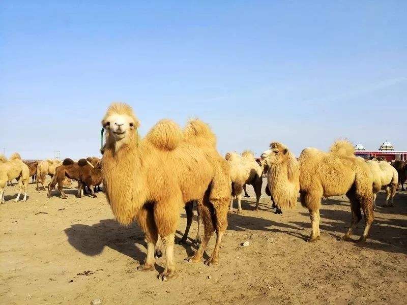 骆驼的特点（历代玉骆驼的特点）-第6张图片