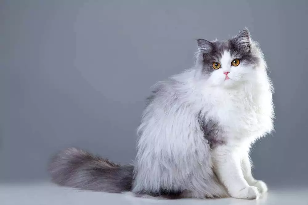 九大常见猫咪品种，你喜欢哪个?