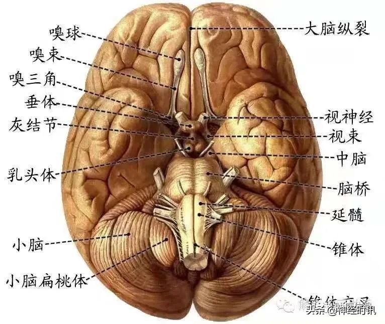 十二对颅神经解剖及损伤后表现