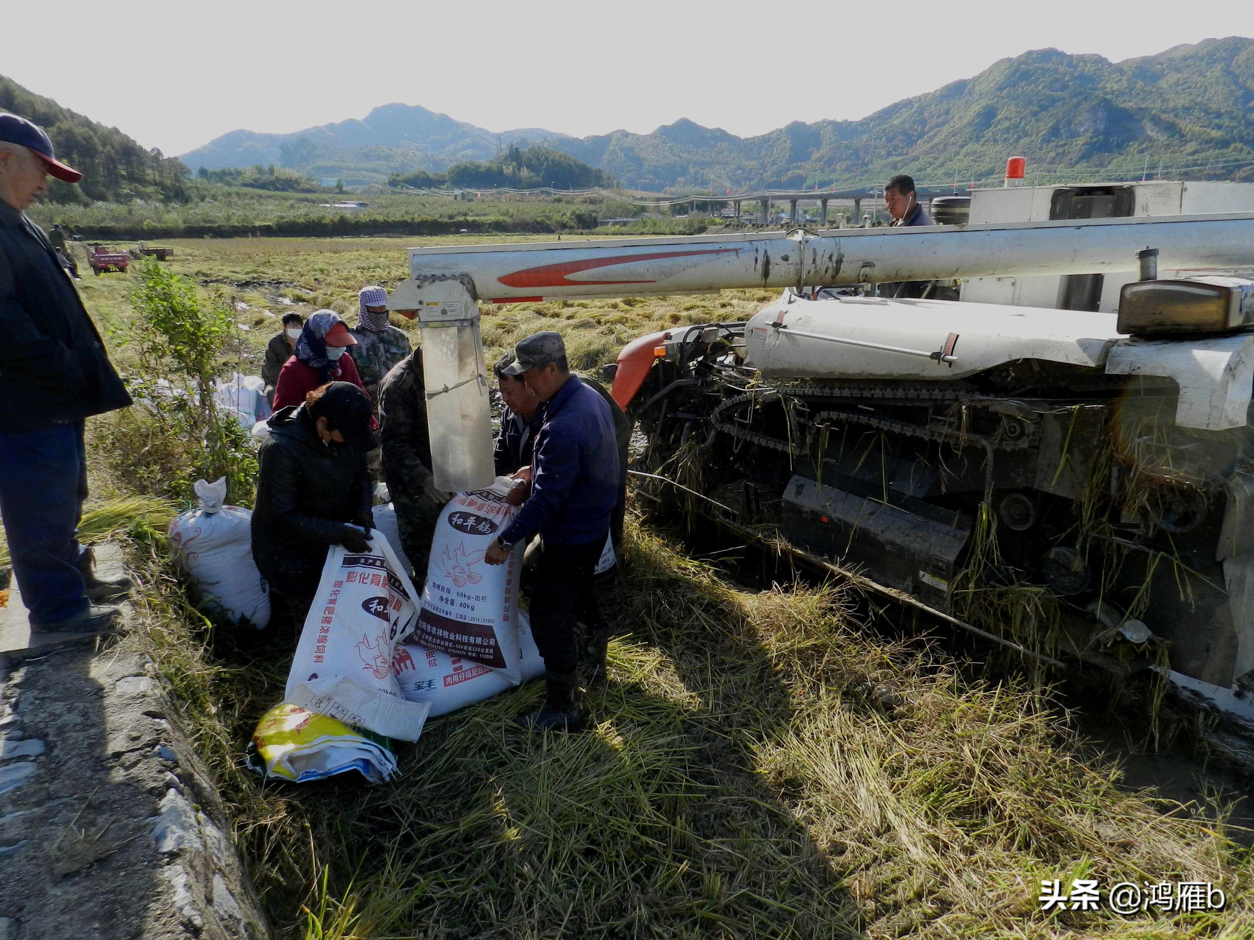 实拍水稻收割机收割水稻