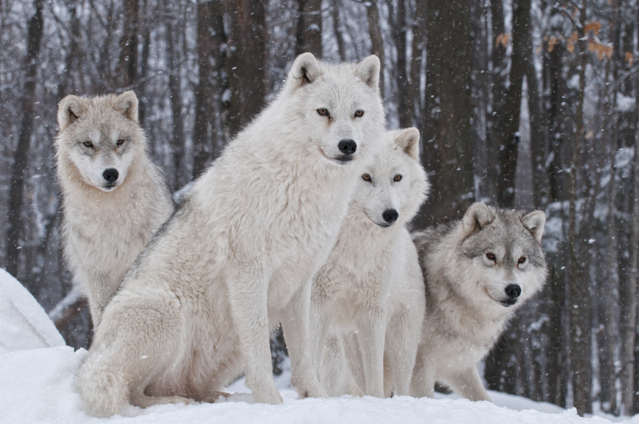 狐狸和狼哪个智商高狐狸和狼哪个聪明
