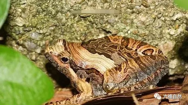 体型呈三角形的青蛙身体三角形的蛙