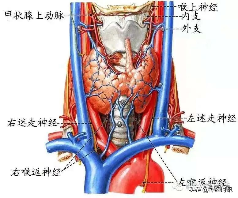 十二对颅神经解剖及损伤后表现