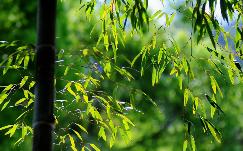 他是禁欲系隐逸诗人，终生不仕不娶，被誉梅妻鹤子，走红纯属意外