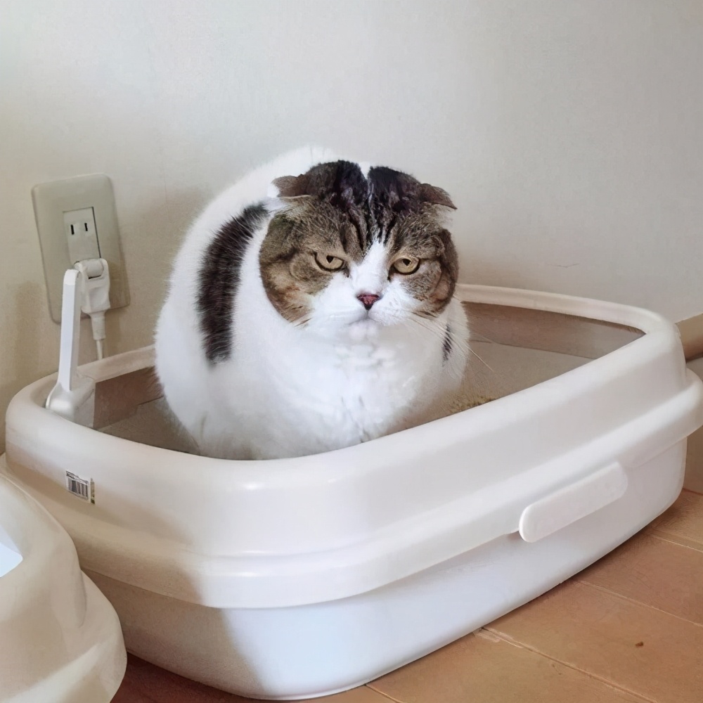 花钱如流水，养猫到底要花多少钱？
