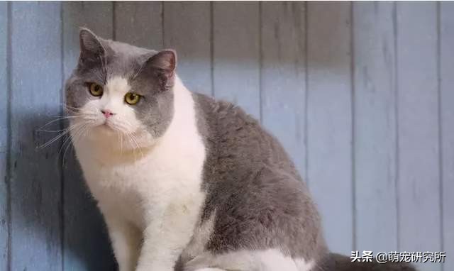 英国短毛猫价格养英国短毛猫有5个