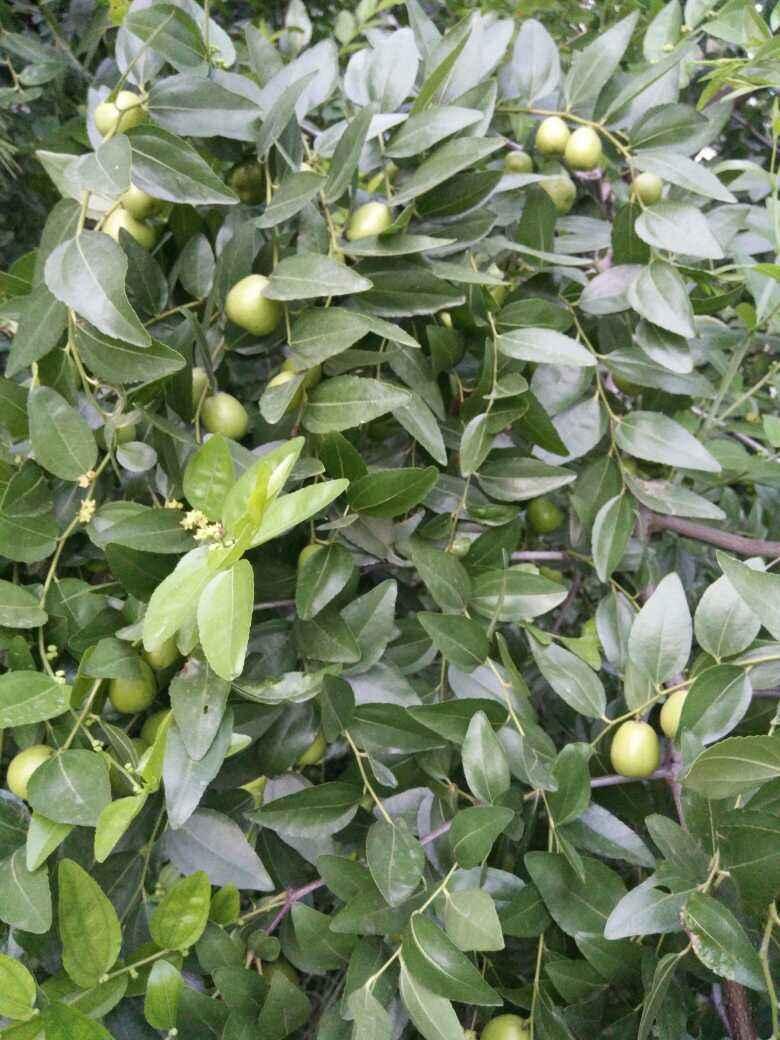 家里有个小院子,适合种3种果树,赏花赏果两不误