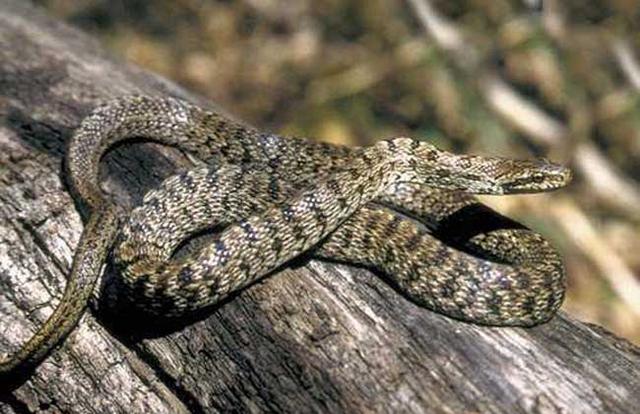 蛇的种类最常见的蛇类