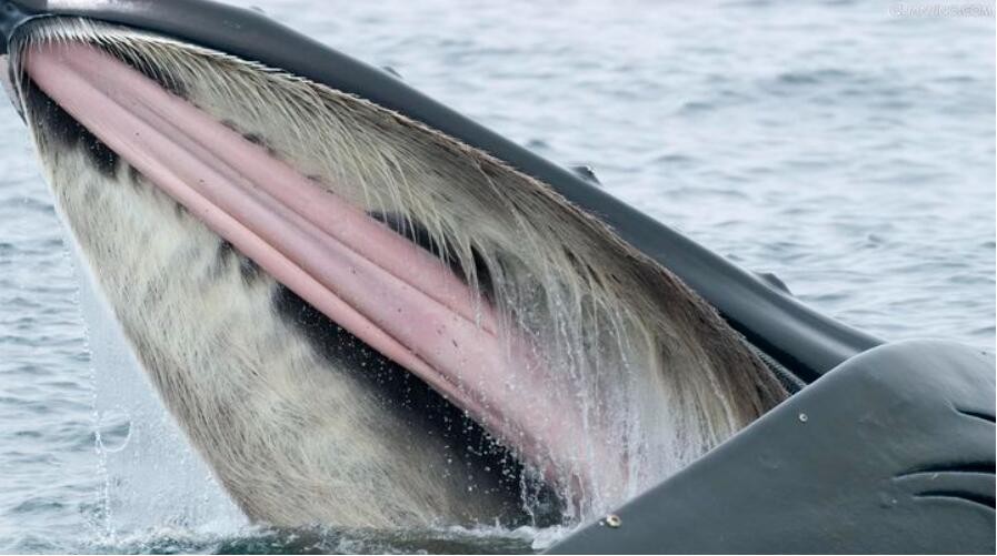 捕食频繁被座头鲸干扰，被人类圈养在水族馆，虎鲸有多可怜？