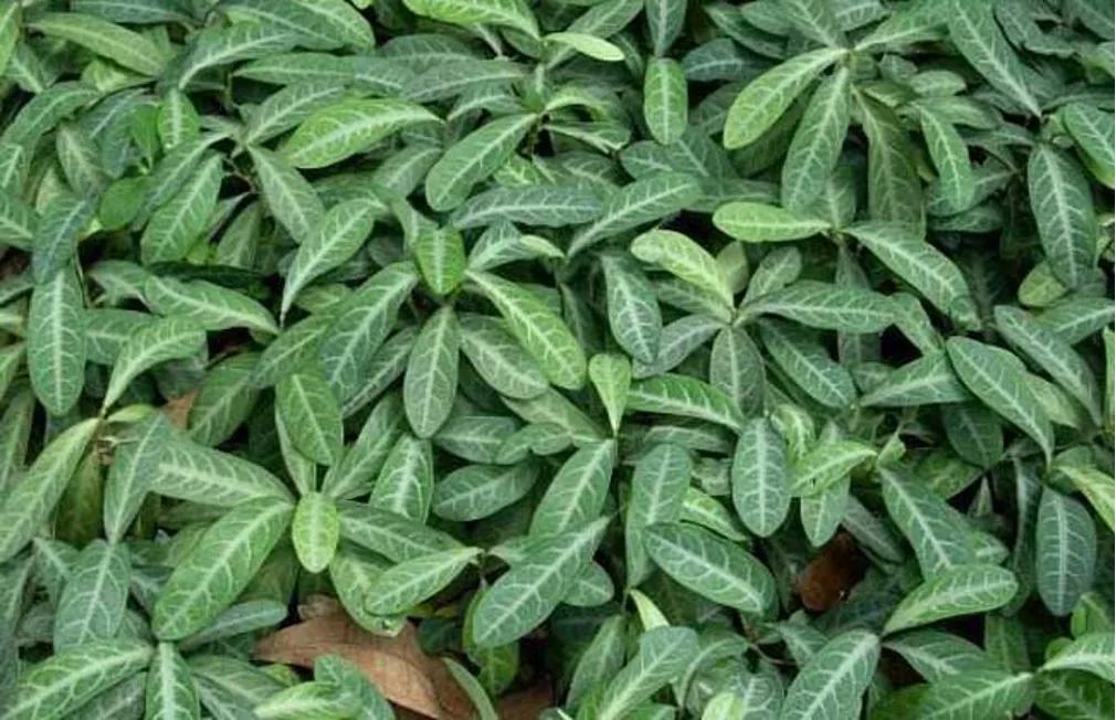 龙脷叶功效与作用,龙脷叶的用量禁忌症