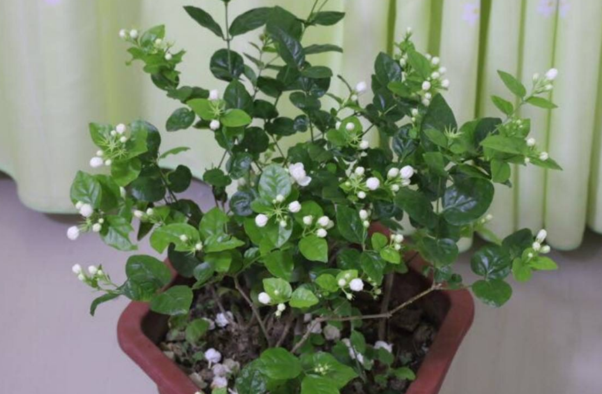 盛夏养茉莉花，做到“2足、1狠、1不缺”，整个夏季花开不断