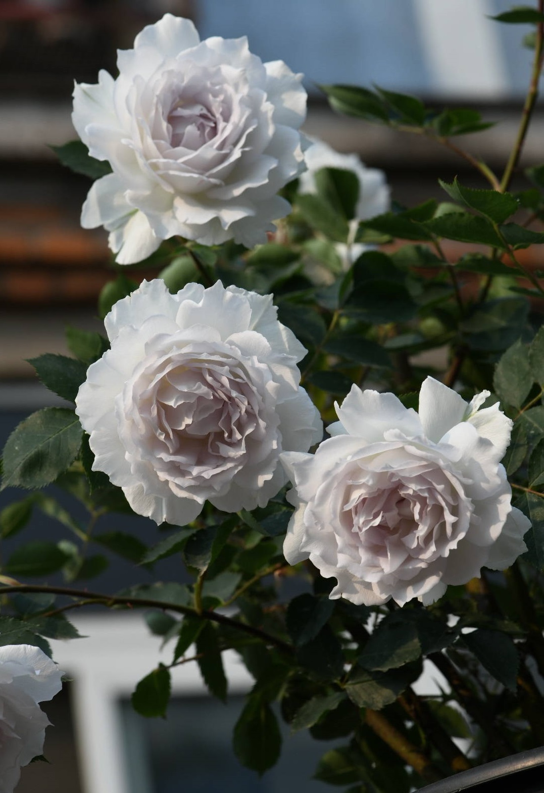 大天使月季图片(推荐一种颜值花香于一身的丰花勤花)