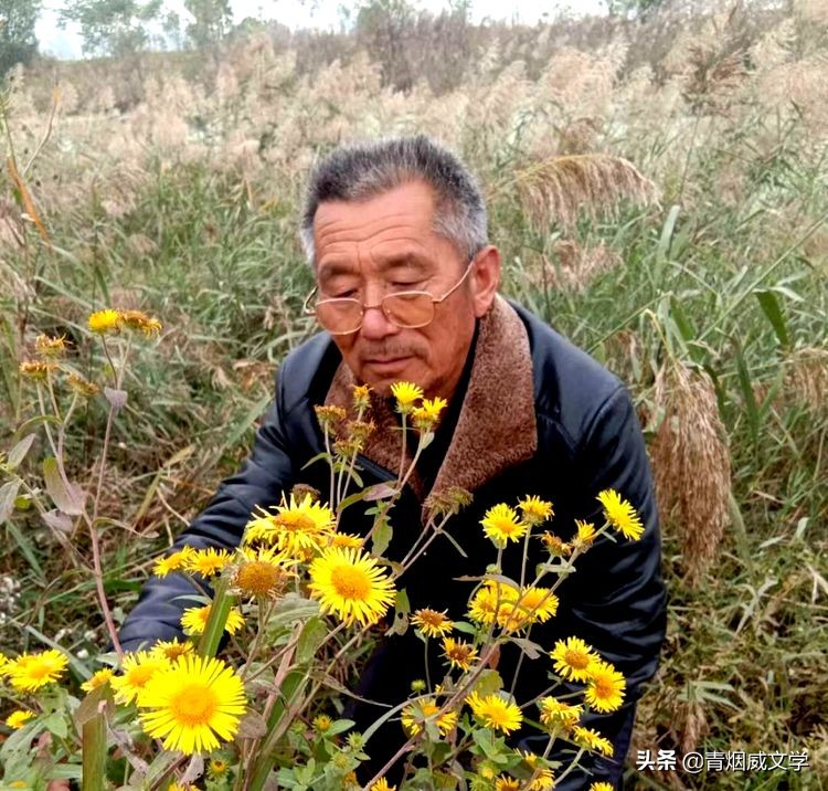 家乡的“水菊”（散文）