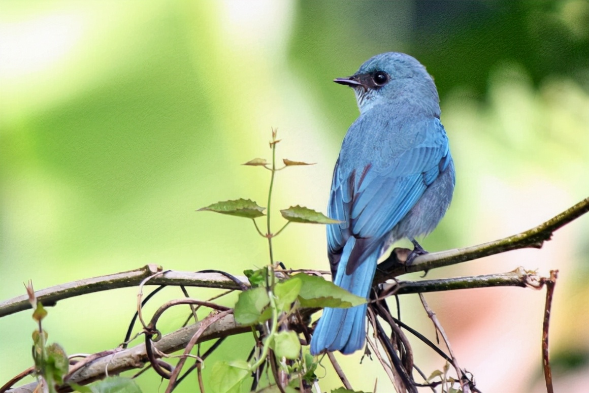 鹟怎么读？鹟的读音和意思