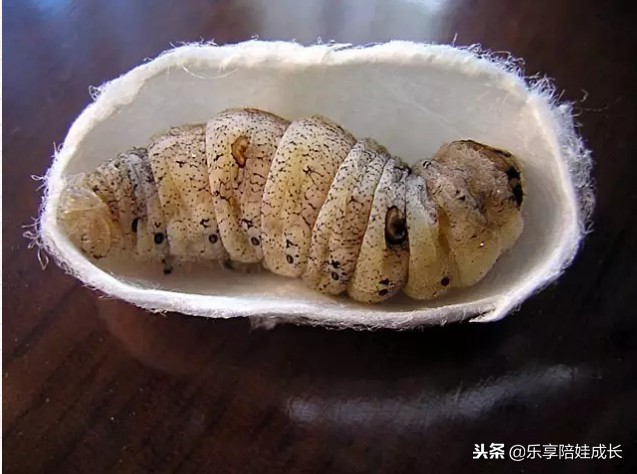 绘本磨耳朵：I'm a Caterpillar 中文《我是一条毛毛虫》！
