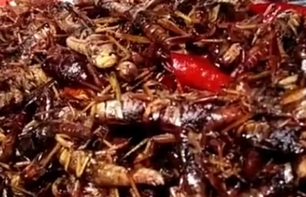 蚂蚱吃什么（蚂蚱吃什么能养活）-第4张图片