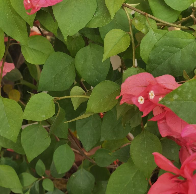 花是叶，叶似花，冬春好景致，三角梅其实叫光叶子花